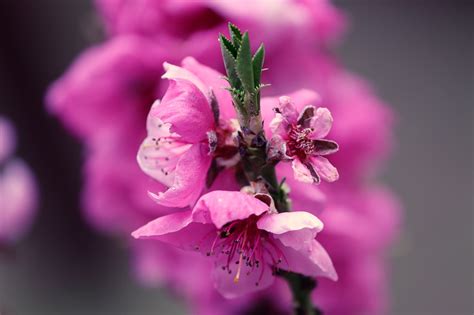 桃花 風水|風水で恋愛運アップに即効性も！桃花位が決め手 